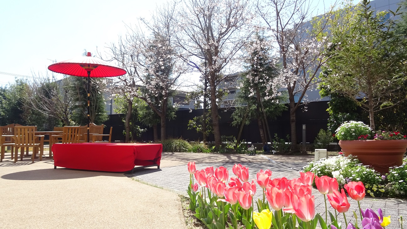 3月27日　もみの樹・横浜鶴見の中庭桜七分咲き